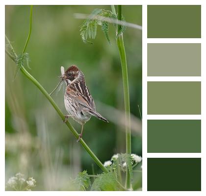 Bird Foraging Reed Warbler Image